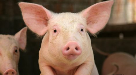 Hope for sows