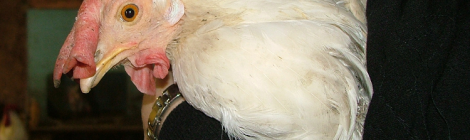 Chicken Killed at Calgary Art School: Take Action!