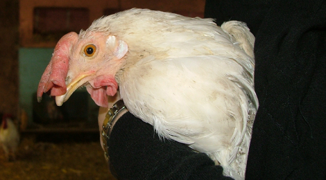 Chicken Killed at Calgary Art School: Take Action!