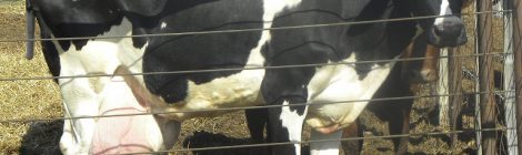 Lactating cows at auctions