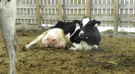 Claire, une vache non-ambulatoire destinée à l’abattage