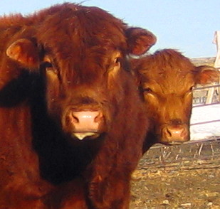 herefords