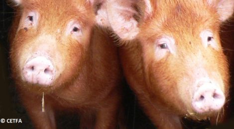 The Hidden Face of Pork: CETFA investigation