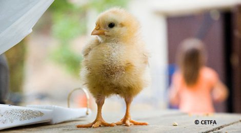 Rescued from school hatching project