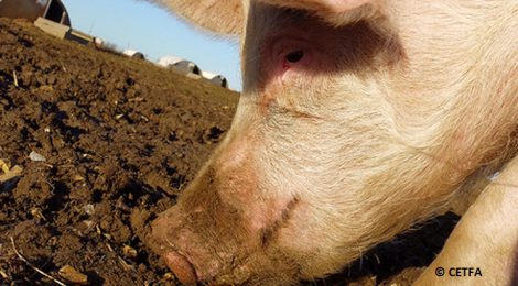 Sparking grassroots movement to end the misery of farm animals