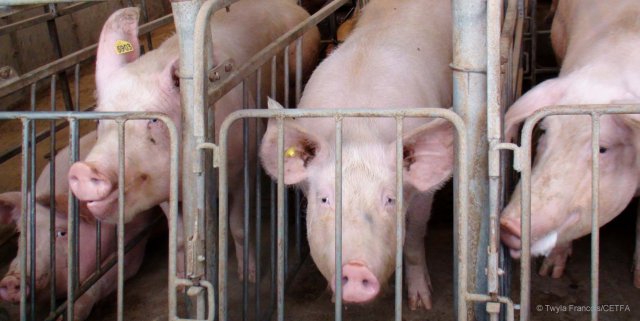 Sow in a gestation crate on a Canadian factory farm. 