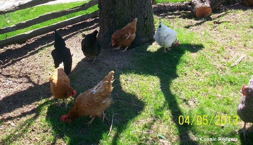 Dana and Tillie with the other hens. Dana and Tillie are the two 'red-coloured hens' near the forefront.