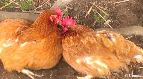 First spring day for two rescued battery-caged hens