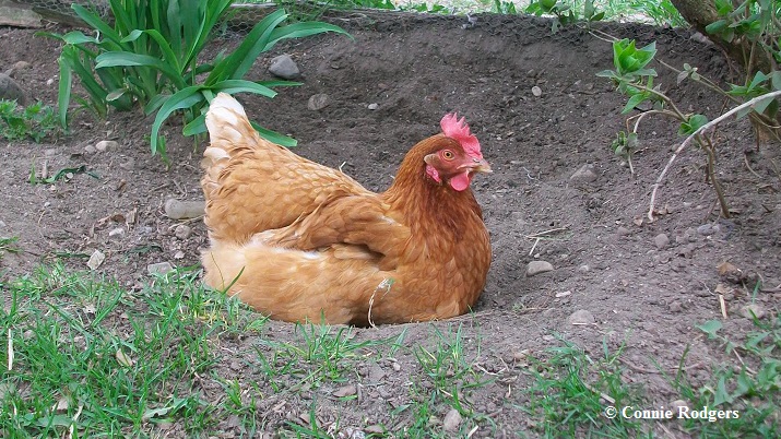 Dana enjoying the outdoors after being confined in a battery cage.