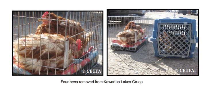 Four Hens from Kawartha