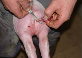 Surgical castration of piglet.