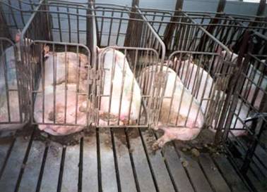 Gestation Crates