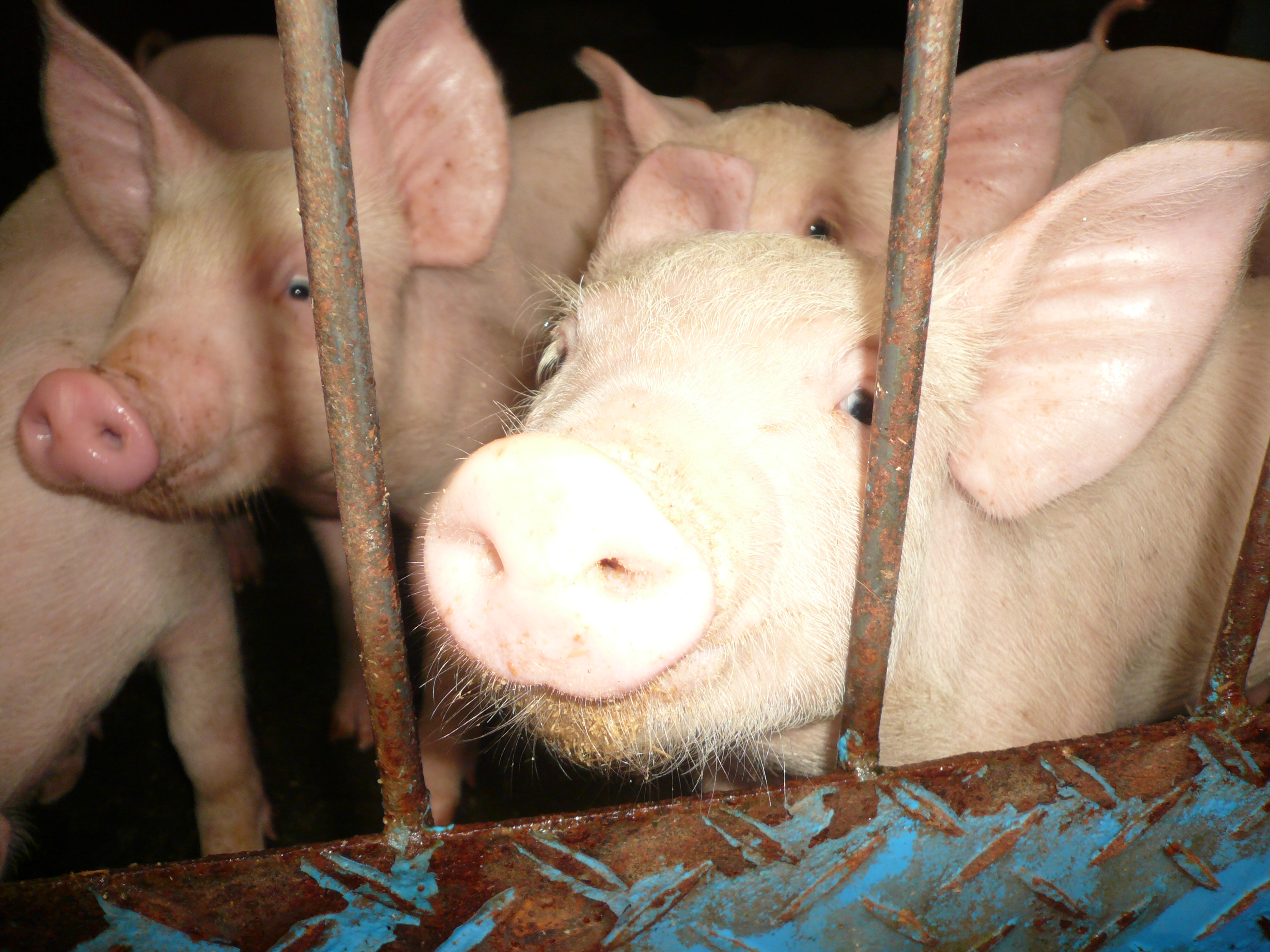 Gifu_livestock_research_center_pigs_2007