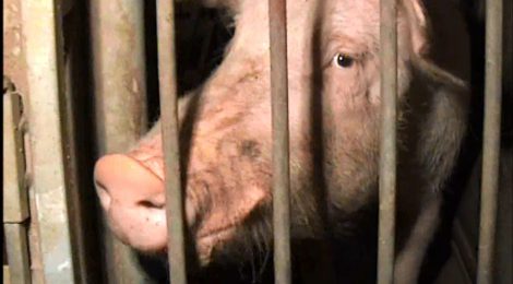 Action alert: help end the confinement of sows in gestation stalls!