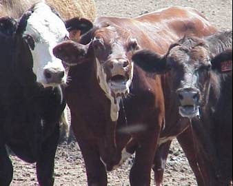 Open mouth breathing and drooling: 2 signs of heat stress in cattle.