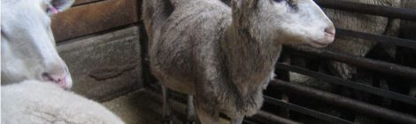 PROPOSED UPDATES TO SHEEP CODE OF CARE: TAKE ACTION!