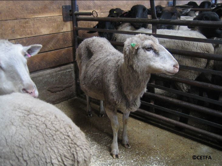 Sheep at livestock auction (Ontario). Photo credit: CETFA.