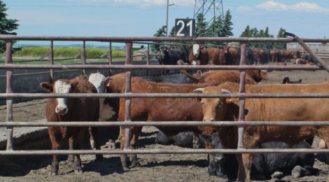 Review of the updated code of care for cattle