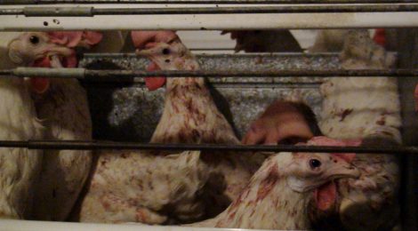 MFA Canada groundbreaking undercover investigation into the egg industry