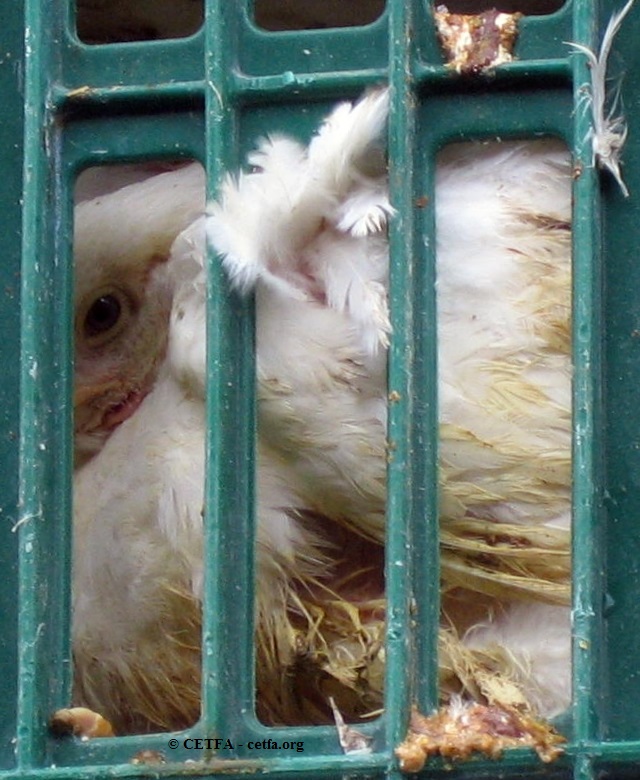 Poultry transport 