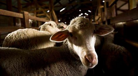 Help stop the live export of Canadian sheep for slaughter