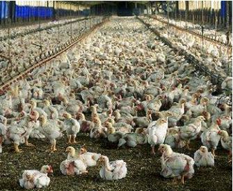 Factory farmed broiler chickens.