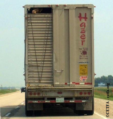 Beef cattle transported to slaughter.