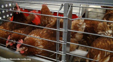 Support the phase out of caged eggs and pork by the Calgary Co-op