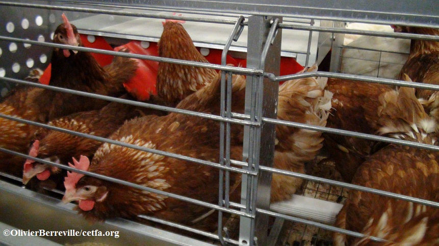 The space available for nesting in "enriched" cages is so limited that it forces the hens to compete for access to these resources.