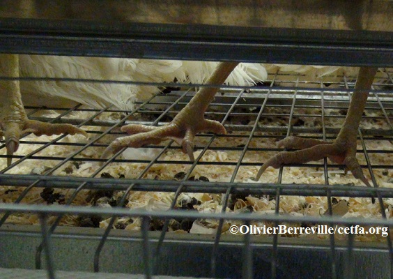 In "enriched" cages, hens are still forced to stand on  wire mesh floor.  "Enriched" cages are still cages. 