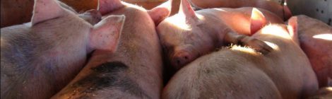 Important E-Petitions For Farmed Animals