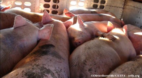 Pigs die in Ontario trailer roll-over