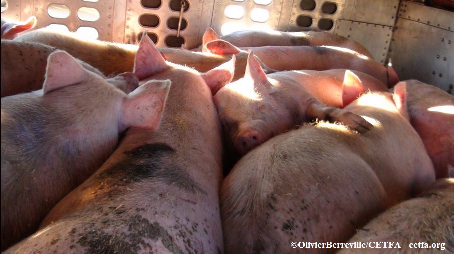 Pigs overcrowded on transport truck. 