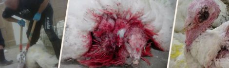Turkey Breeding Company Hybrid Turkeys Faces Animal Cruelty Charges