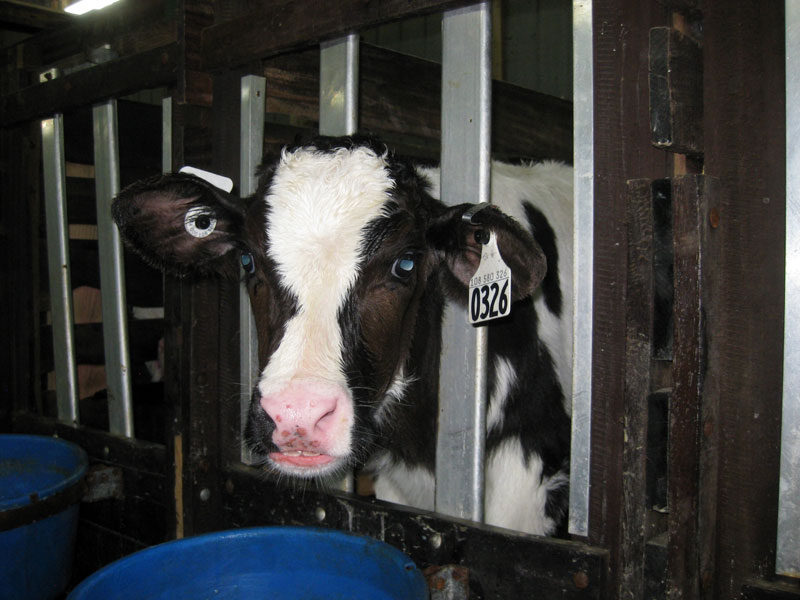 Crated calf. Photo credit: Mercy For Animals Canada.