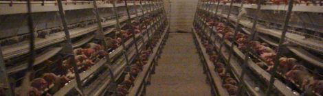 L’Alberta devrait progressivement éliminer les cages en batterie pour les poules pondeuses