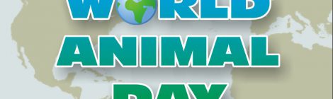 CETFA in Calgary for World Animal Day