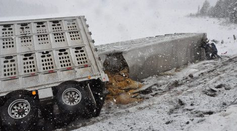 HORRIFIC CATTLE TRAILER ACCIDENT IN ONTARIO