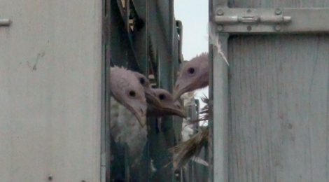 Turkey Trailer Rollover Highlights Need to Improve Animal Transport Regulations