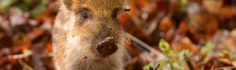 WILD BOAR: AGRICULTURE'S LATEST VICTIM