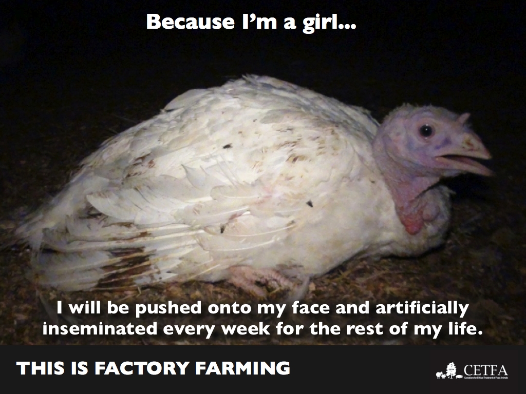 Because Im a girl turkey hen.002