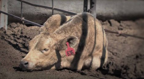 Drug-Laced Feed Tied to Hoof Loss in Cattle Re-Approved for Use in Canada