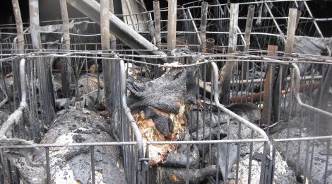 Take Action to End Barn Fires in Canada