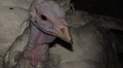 Bird Flu Outbreak in Ontario Farm