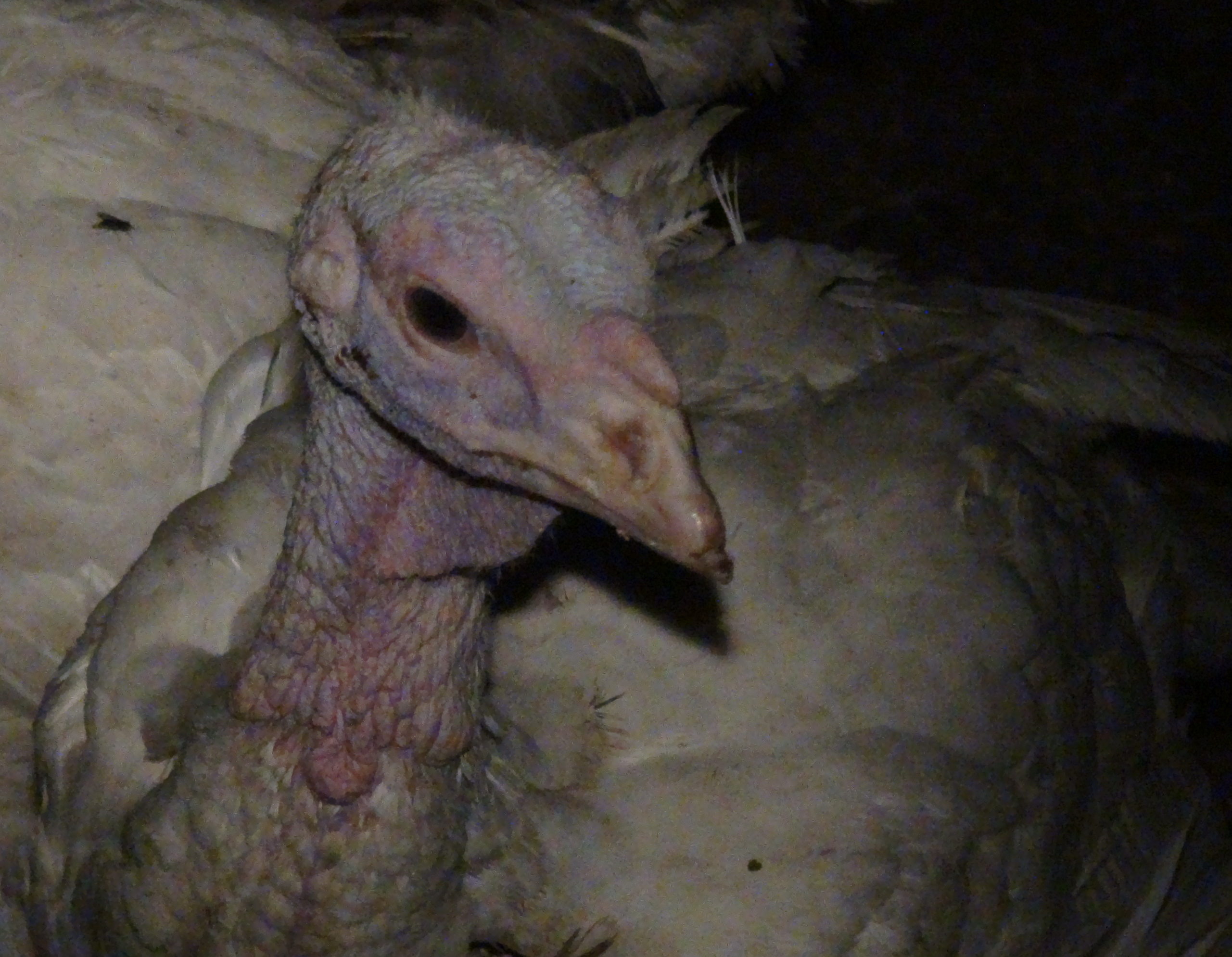 Turkey on Canadian factory farm