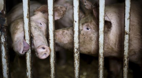 Vie meilleure pour les cochons: une affirmation à prendre avec un grain de sel!