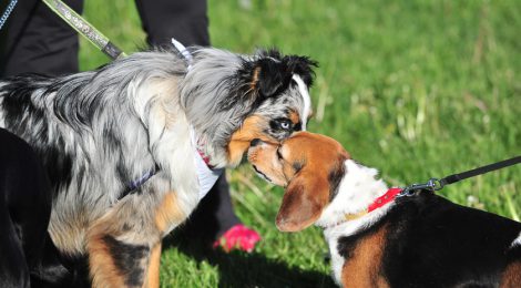 Fun dog event to help animals