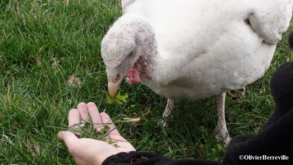 Turkey rescued by CETFA eating greens.