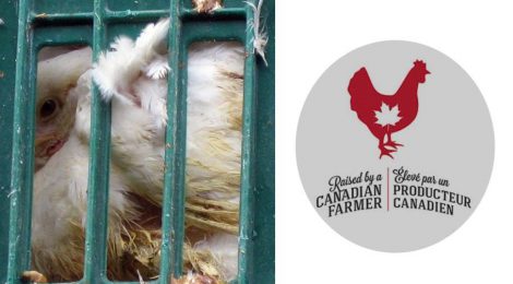 "Raised by a Canadian Farmer" Does Not Mean Humanely Raised