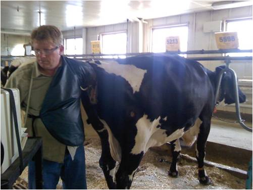 Pregnancy checking a cow
